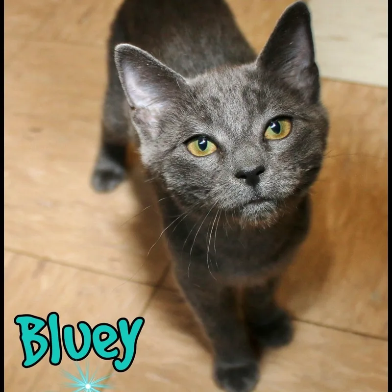 Bluey thumbnail 2