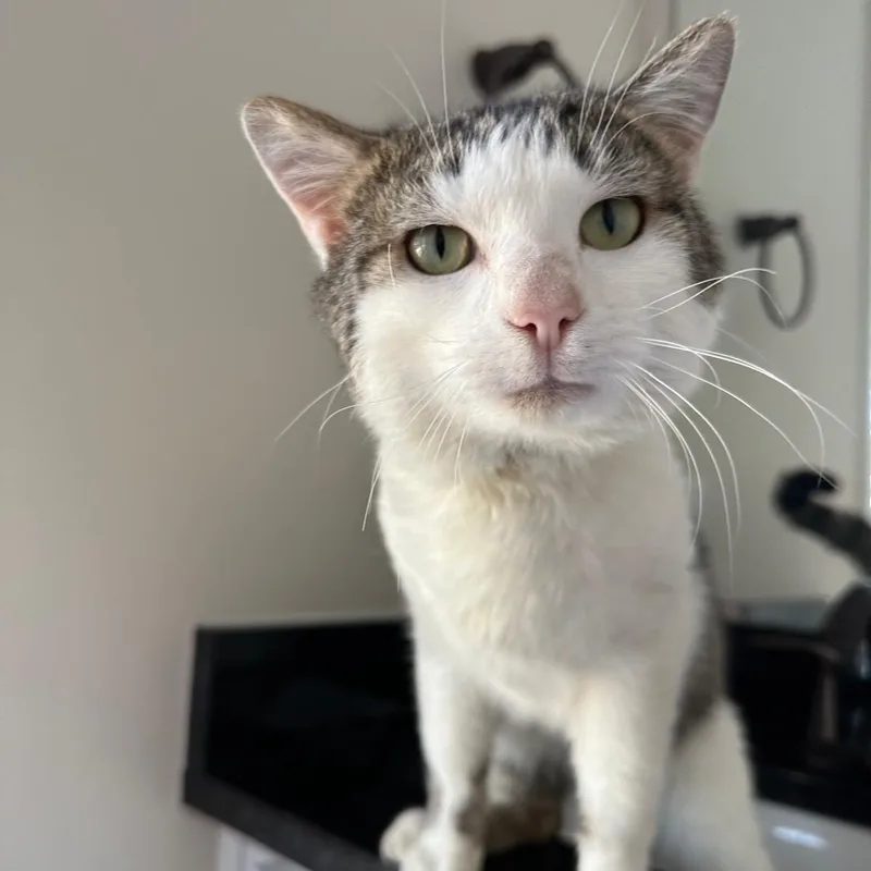 An adult medium-sized male Tabby (Gray / Blue / Silver) Domestic Short Hair cat named Artie for adoption in Savannah, GA