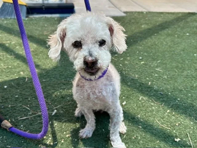 A senior medium-sized male Poodle dog named Munch for adoption in Albuquerque, NM