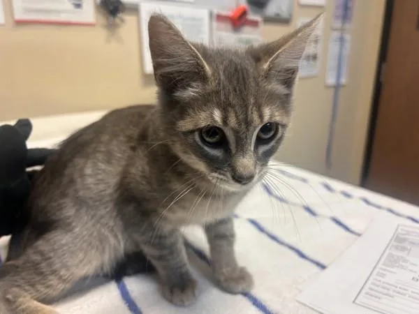 A baby small-sized male Domestic Short Hair cat named Colin for adoption in Oceanside, CA