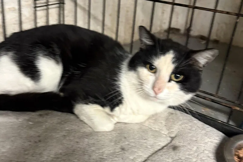 A young medium-sized male Black & White / Tuxedo Domestic Short Hair cat named Domino for adoption in Brooklyn, NY