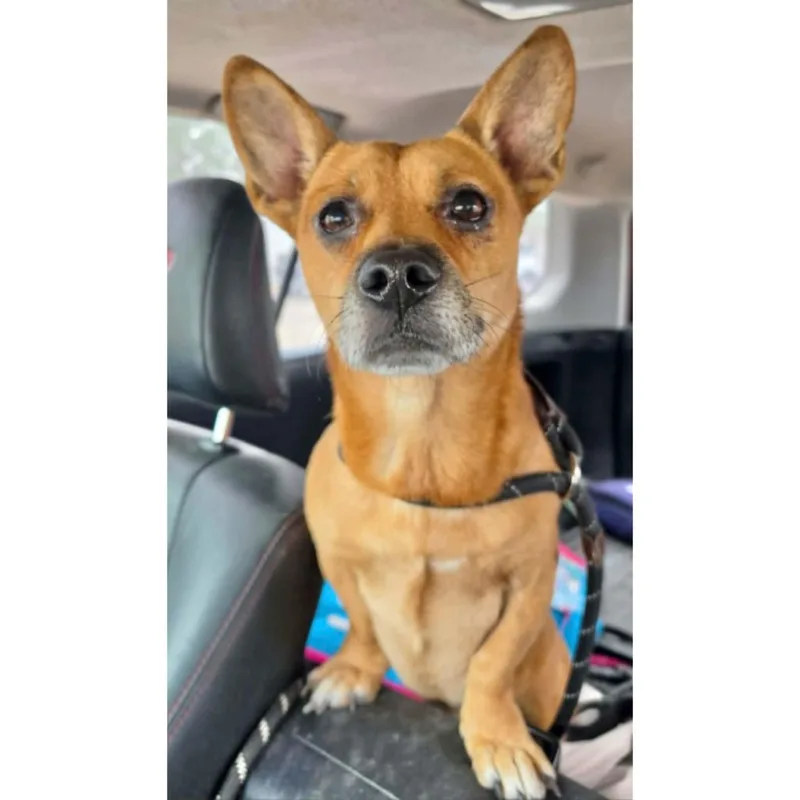 An adult medium-sized male Golden Corgi dog named Barley for adoption in Boulder, CO