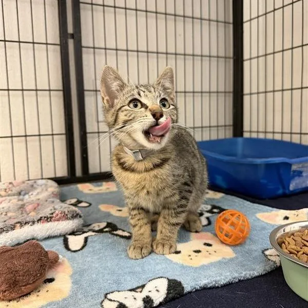 A baby small-sized male Domestic Short Hair cat named Biscuit for adoption in Hawthorne, CA
