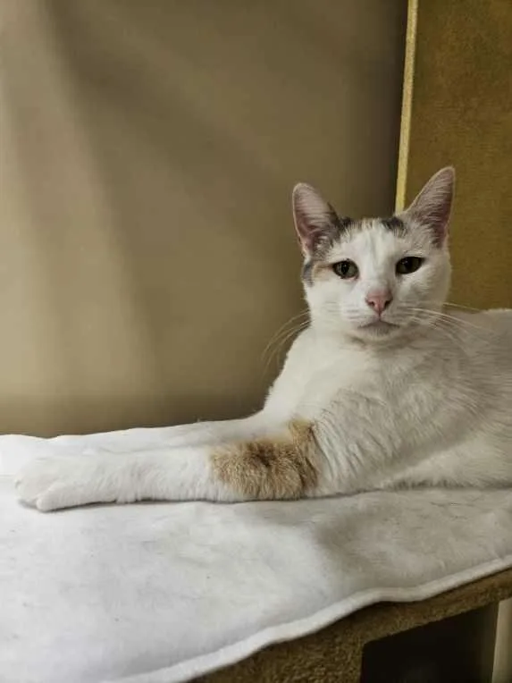 Snow White thumbnail 3