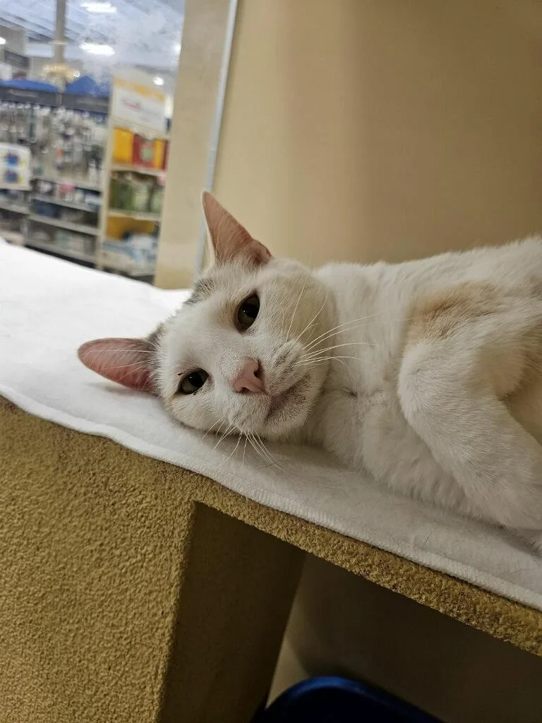 Snow White thumbnail 4