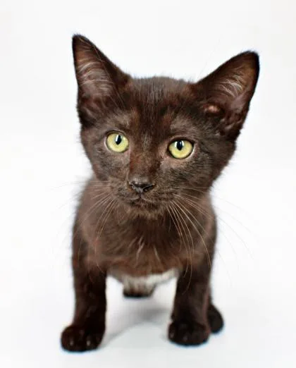 A baby small-sized female Domestic Short Hair cat named Fried Oreo for adoption in Morton Grove, IL