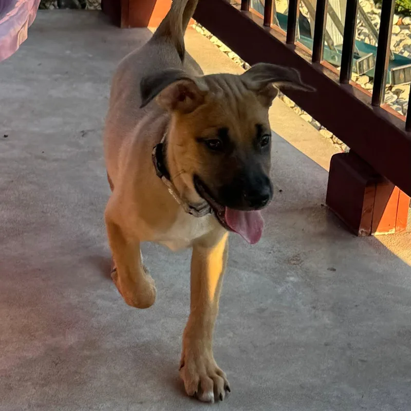 A baby medium-sized male Apricot / Beige Black Mouth Cur dog named Roscoe for adoption in Williston, VT