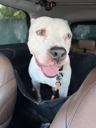 An adult medium-sized male White / Cream American Staffordshire Terrier dog named Olaf for adoption in Houston, TX