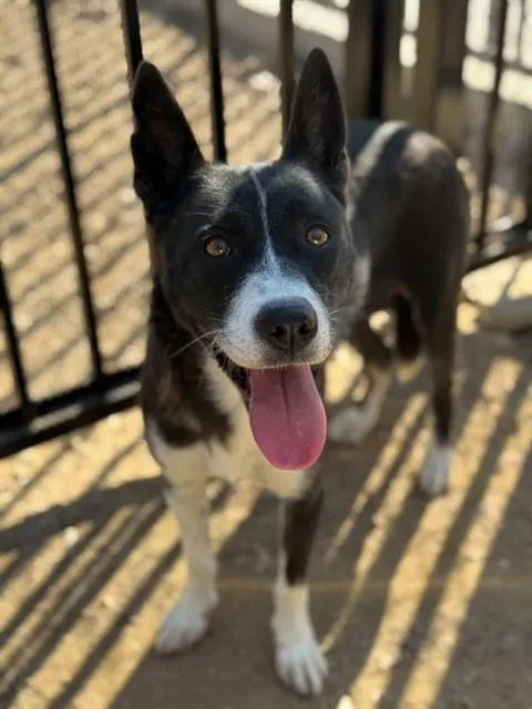 An adult large-sized female Australian Cattle Dog / Blue Heeler dog named Honey for adoption in Riverside, CA