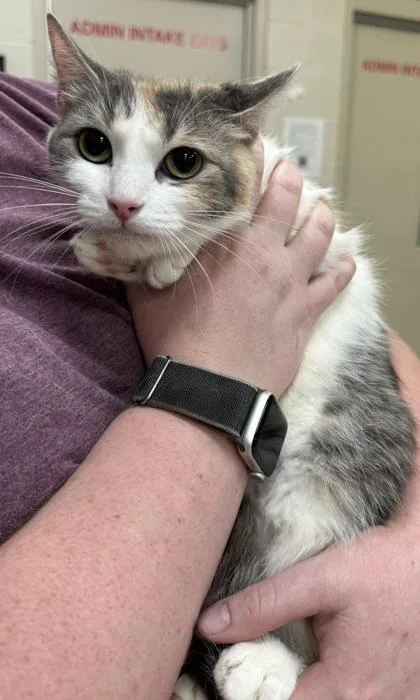 A young medium-sized female Domestic Short Hair cat named Rihanna for adoption in Fishers, IN