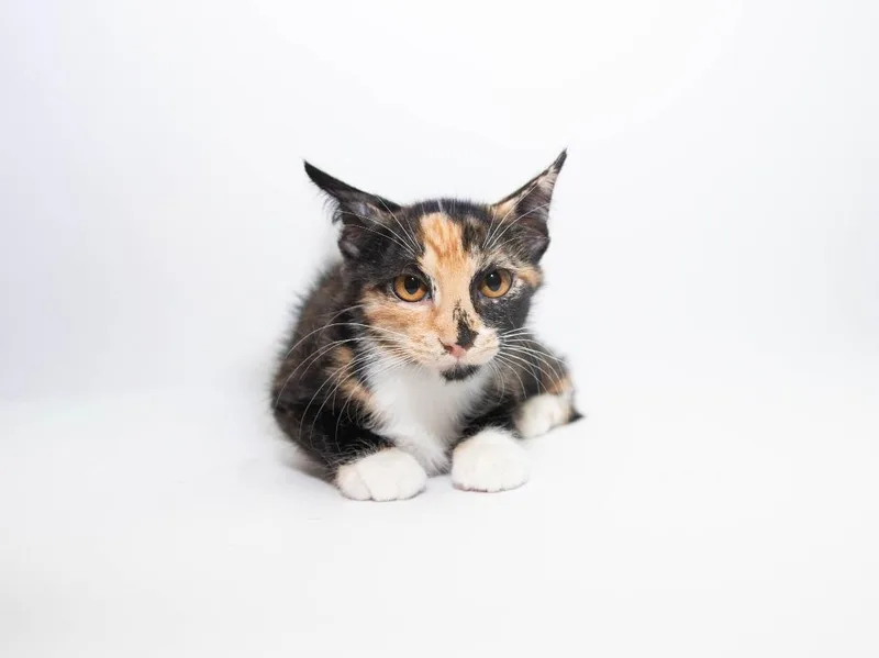 A baby medium-sized female Domestic Short Hair cat named Woods for adoption in Lansing, KS