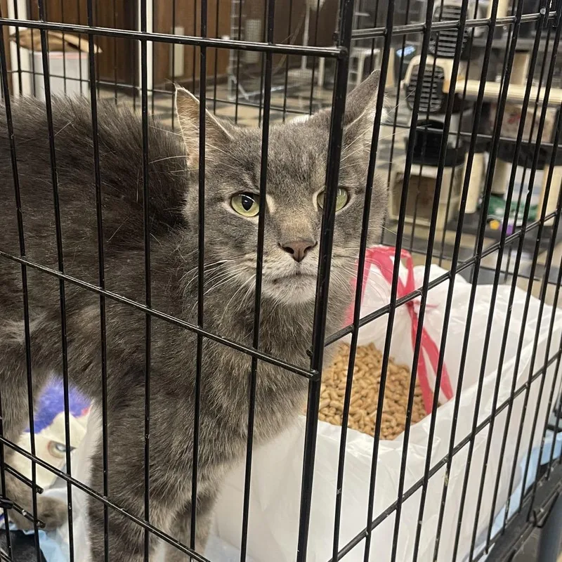 A senior medium-sized male Gray / Blue / Silver Domestic Short Hair cat named Big Rig for adoption in Union, MO