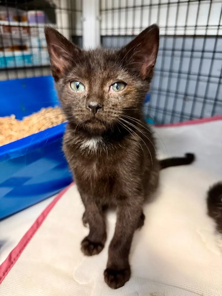 A baby small-sized female Domestic Short Hair cat named Parka for adoption in Ewing, NJ