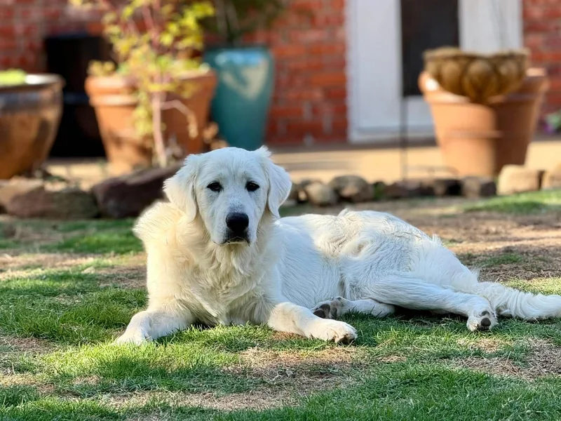 A young large-sized female White / Cream Great Pyrenees dog named Ursa Major for adoption in Kiowa, OK