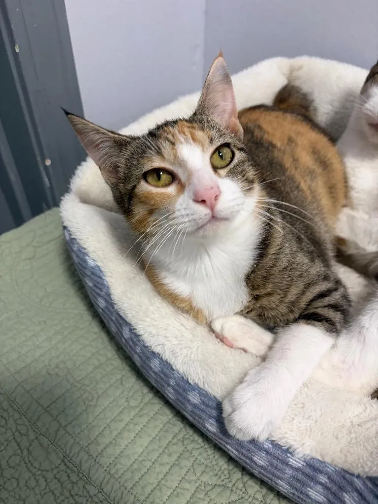 A young small-sized female Domestic Short Hair cat named Sasha for adoption in Saint Francisville, LA