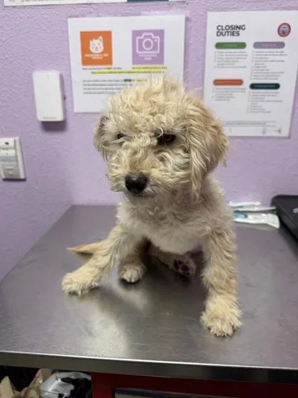 A baby small-sized female White / Cream Terrier dog named 60830876 for adoption in El Paso, TX