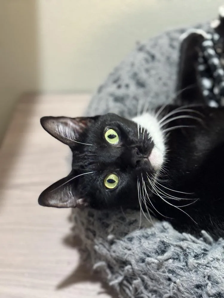 An adult large-sized male Black & White / Tuxedo Domestic Short Hair cat named Anderson Pooper for adoption in Dallas, TX