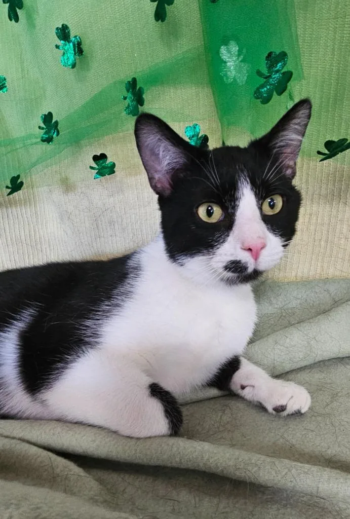 A young medium-sized male Domestic Short Hair cat named Domino for adoption in Wabash, IN