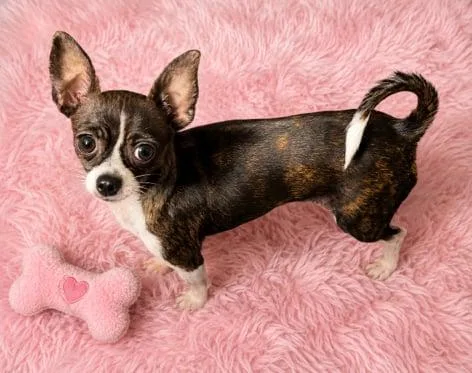 An adult small-sized female Chihuahua dog named Gigi for adoption in Sanford, FL