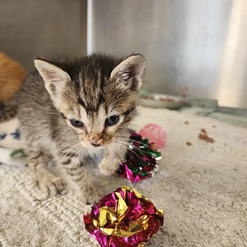 A baby small-sized female Brown / Chocolate Domestic Short Hair cat named Clover for adoption in Evensville, TN