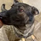 An adult medium-sized male Brown / Chocolate German Shepherd Dog dog named Rex for adoption in Madill, OK