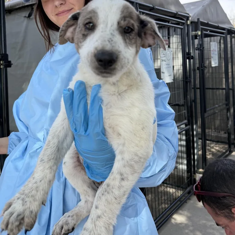 A baby small-sized male Gray / Blue / Silver Mixed Breed dog named Mr. Fantastic for adoption in Moab, UT