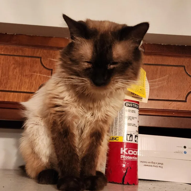 An adult medium-sized male Siamese cat named Jack for adoption in Carmel, IN