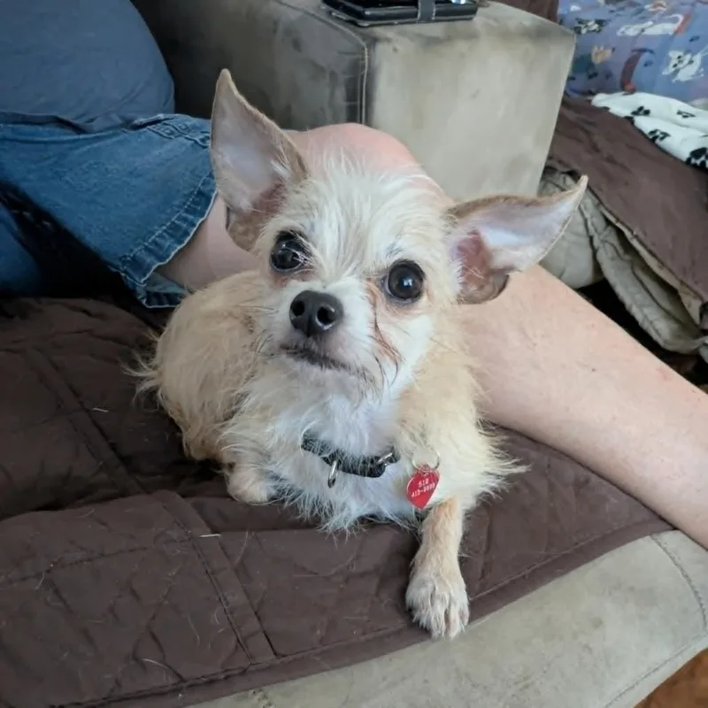 Mutt