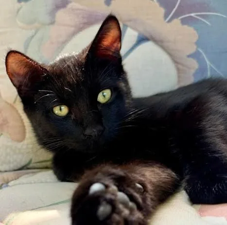 A baby large-sized male Black Domestic Short Hair cat named Pineapple for adoption in Andover, MN