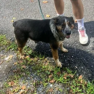 A senior medium-sized male Gray / Blue / Silver Australian Cattle Dog / Blue Heeler dog named Dozer for adoption in Lynchburg, VA