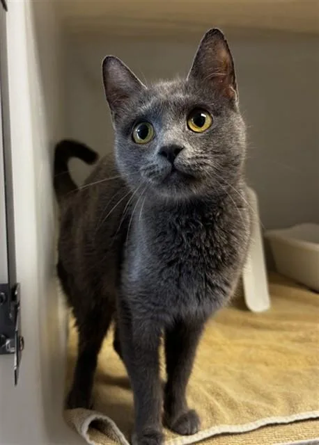 A young medium-sized female Domestic Short Hair cat named Miley for adoption in Statesville, NC