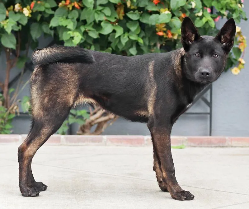 A baby large-sized female Black German Shepherd Dog dog named Storm von Soren for adoption in Los Angeles, CA
