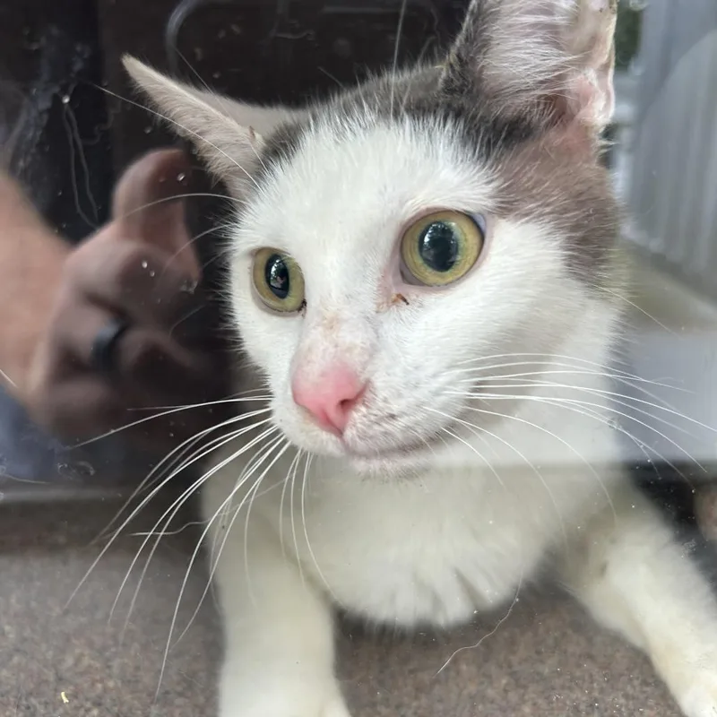 An adult medium-sized female White Domestic Short Hair cat named Lamb Chop for adoption in Greensboro, NC
