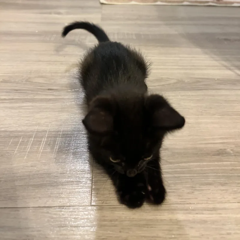 A baby small-sized male Black Domestic Short Hair cat named Anakin for adoption in West Palm Beach, FL