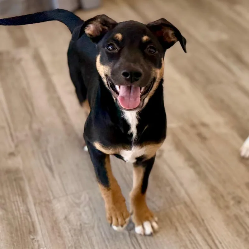 A baby large-sized female Black Mixed Breed dog named Rainie for adoption in Green Bay, WI