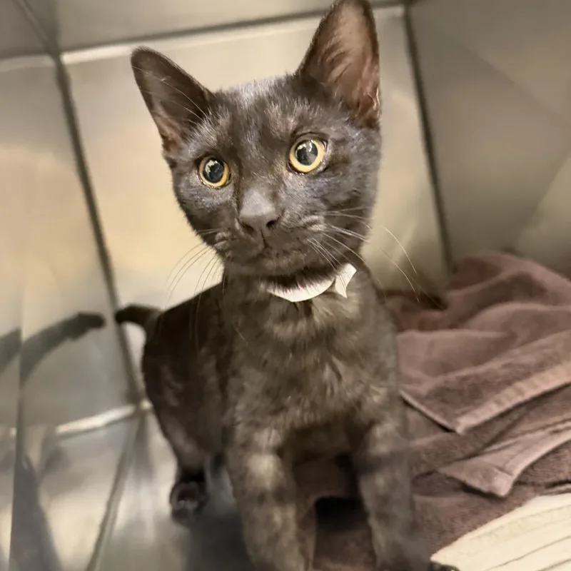 A baby medium-sized male Black Domestic Short Hair cat named Virl for adoption in Dover, NH