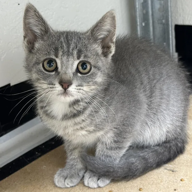 An adult small-sized female Gray / Blue / Silver Domestic Short Hair cat named Penny for adoption in Grantsville, UT