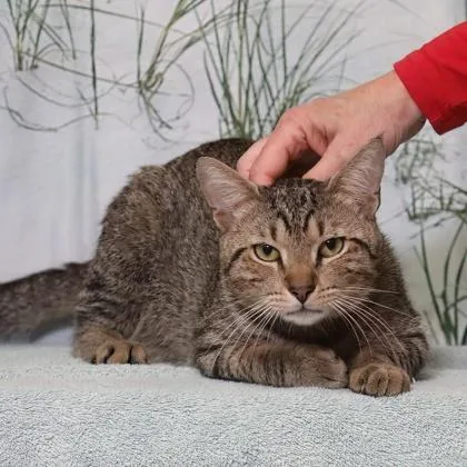 An adult medium-sized male Domestic Short Hair cat named Mr.Biggums for adoption in West Chester, PA