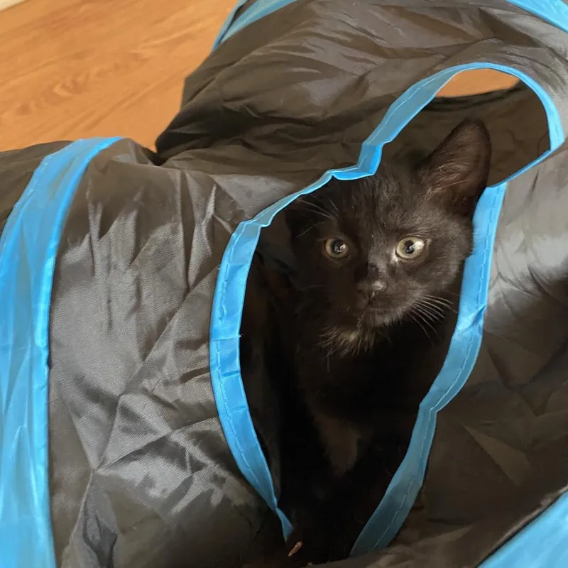 A baby small-sized male Black Domestic Short Hair cat named Baloo FFld Petco for adoption in Westport, CT