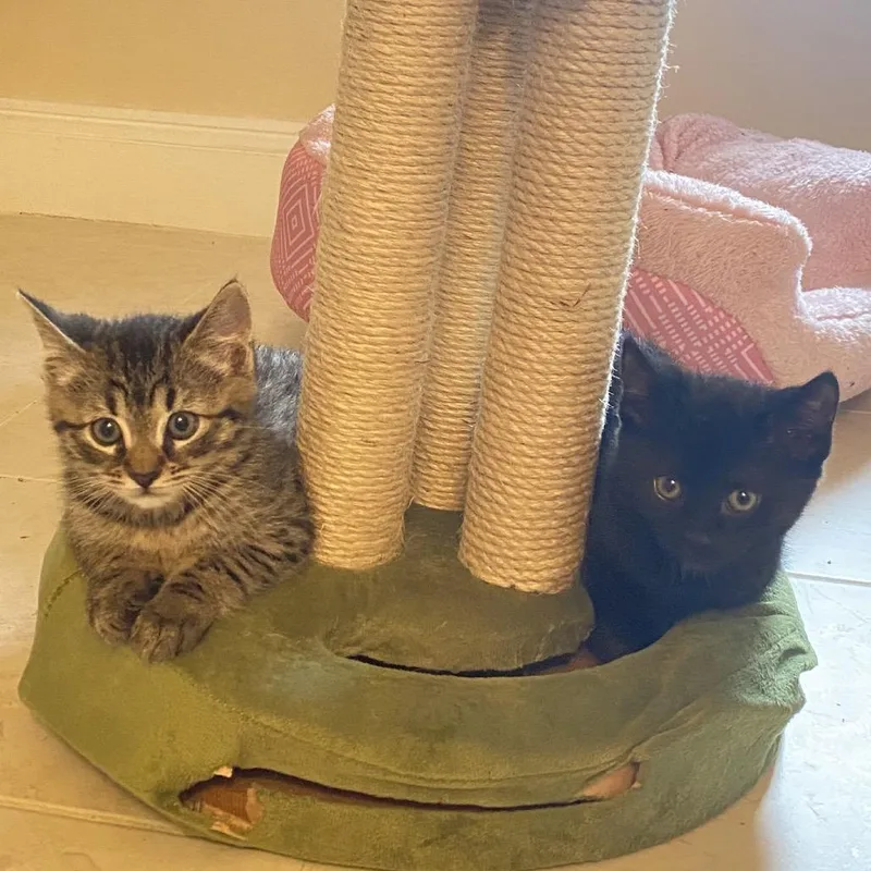 Baloo  FFld Petco thumbnail 2