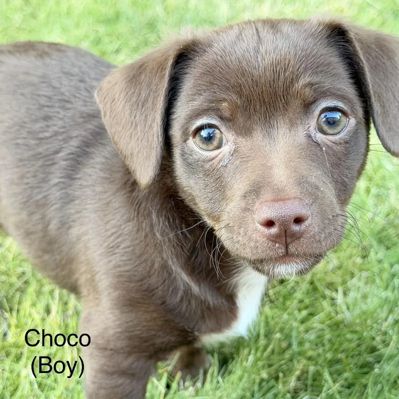 Choco