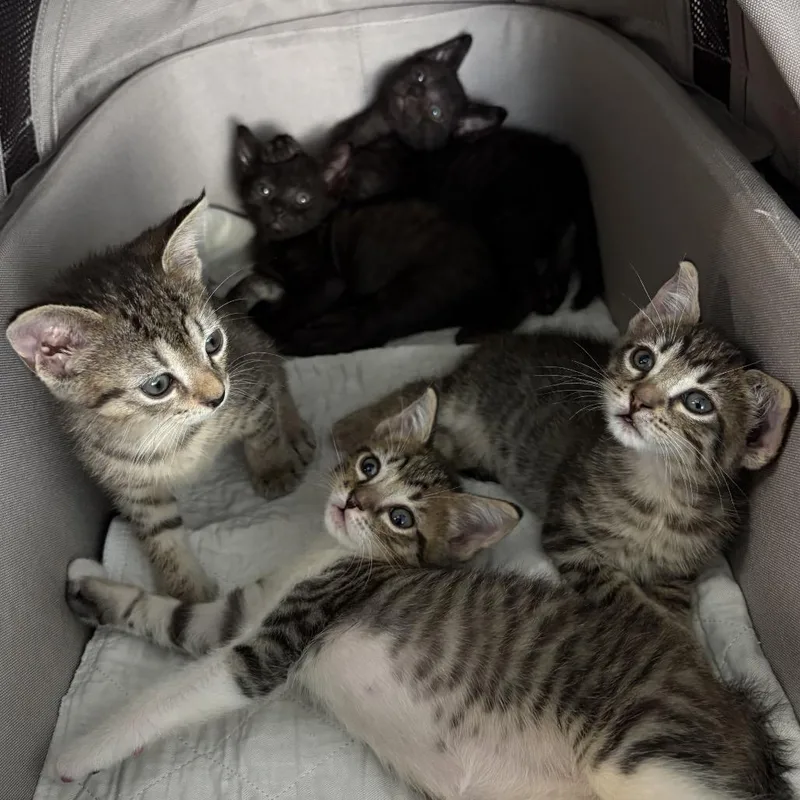 A baby small-sized male Brown / Chocolate Domestic Short Hair cat named Bumper for adoption in Lutz, FL