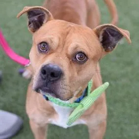 An adult medium-sized male Yellow / Tan / Blond / Fawn Mixed Breed dog named Tommy for adoption in Vassalboro, ME
