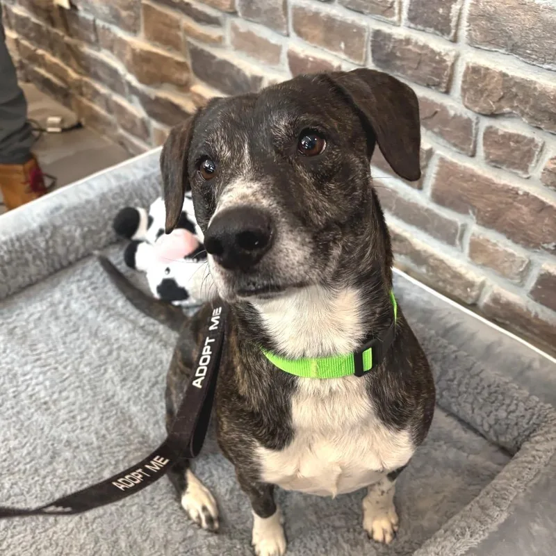 An adult large-sized male Mixed Breed dog named Rocko for adoption in Washington Township, OH
