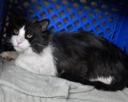 An adult small-sized male Domestic Short Hair cat named Abbott for adoption in West Seneca, NY