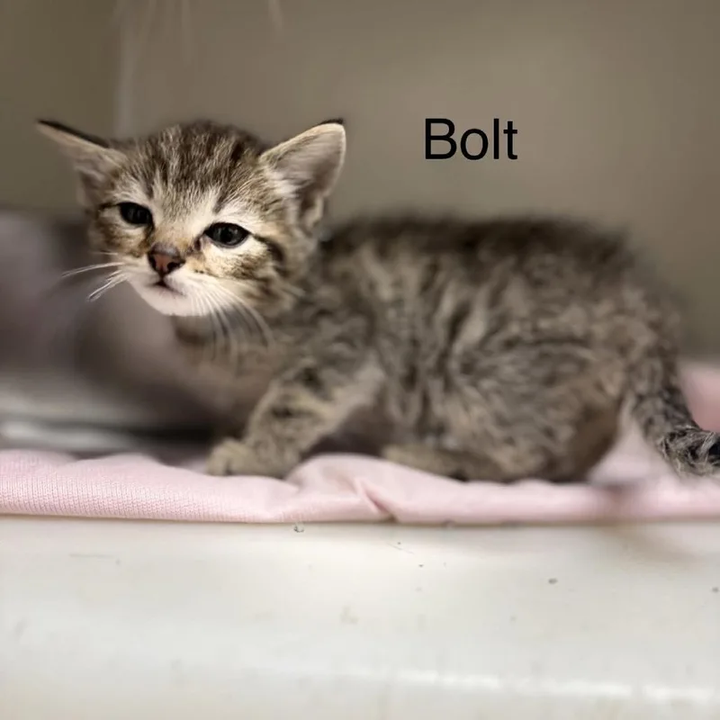 A baby small-sized male Brown / Chocolate Domestic Short Hair cat named Bolt for adoption in Caryville, TN