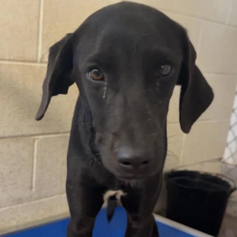 A young medium-sized female Black Labrador Retriever dog named Selenia for adoption in Stephenville, TX