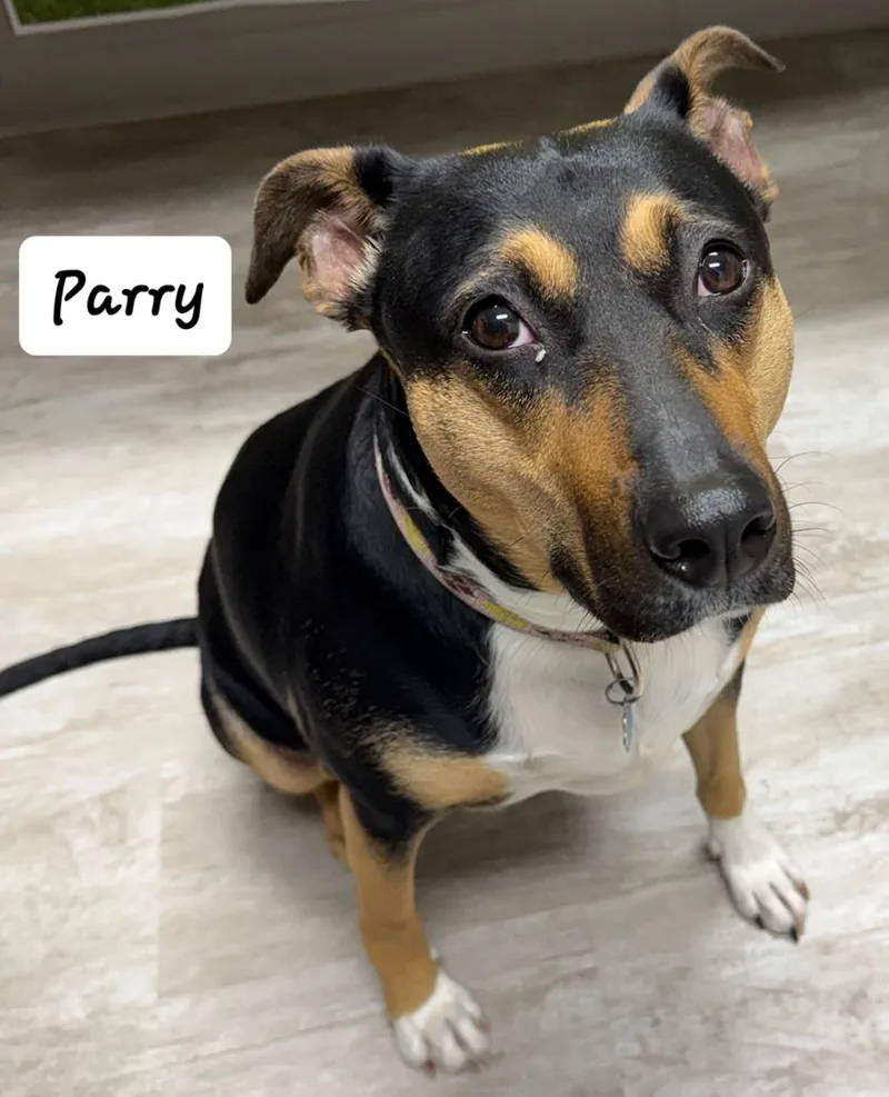 An adult medium-sized female Black German Shepherd Dog dog named Parry for adoption in Urbana, OH