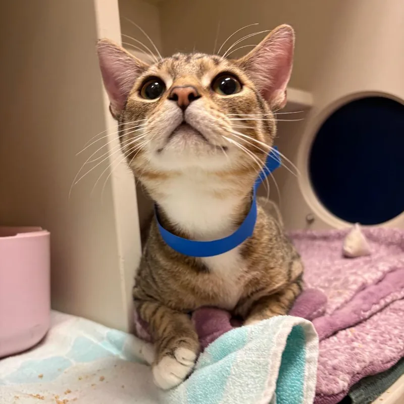 A young medium-sized male Brown / Chocolate Domestic Short Hair cat named Leo for adoption in Fairport, NY