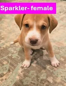 A young medium-sized female Apricot / Beige Yellow Labrador Retriever dog named Glory  Americana Litter for adoption in Sheboygan, WI